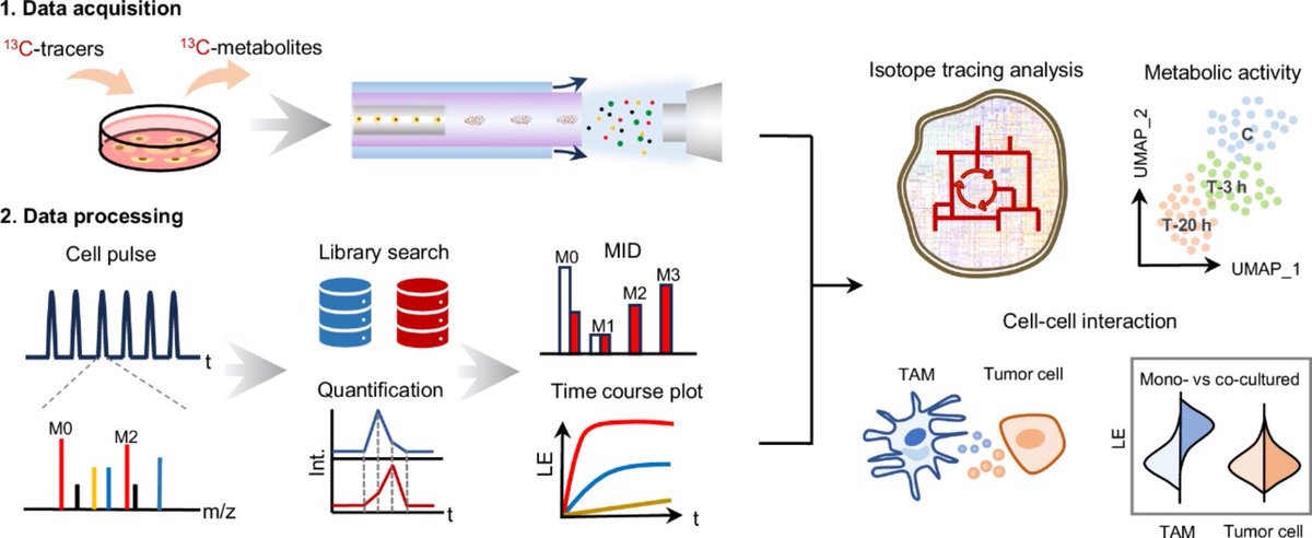 🔬 Single-Cell Metabolic Breakthrough! Prof. Yu Bai's team unveils a revolutionary isotope-labeled platform decoding tumor-macrophage crosstalk at single-cell resolution. Discover how metabolic heterogeneity drives macrophage polarization in cancer microenvironments. 
🎯 Read