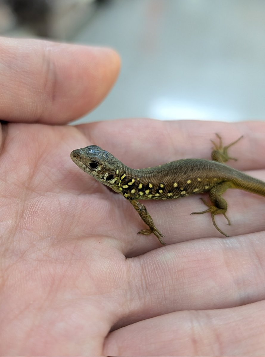 新入荷生体！！】 ・シュレイバーカナヘビ スペインやポルトガルに生息