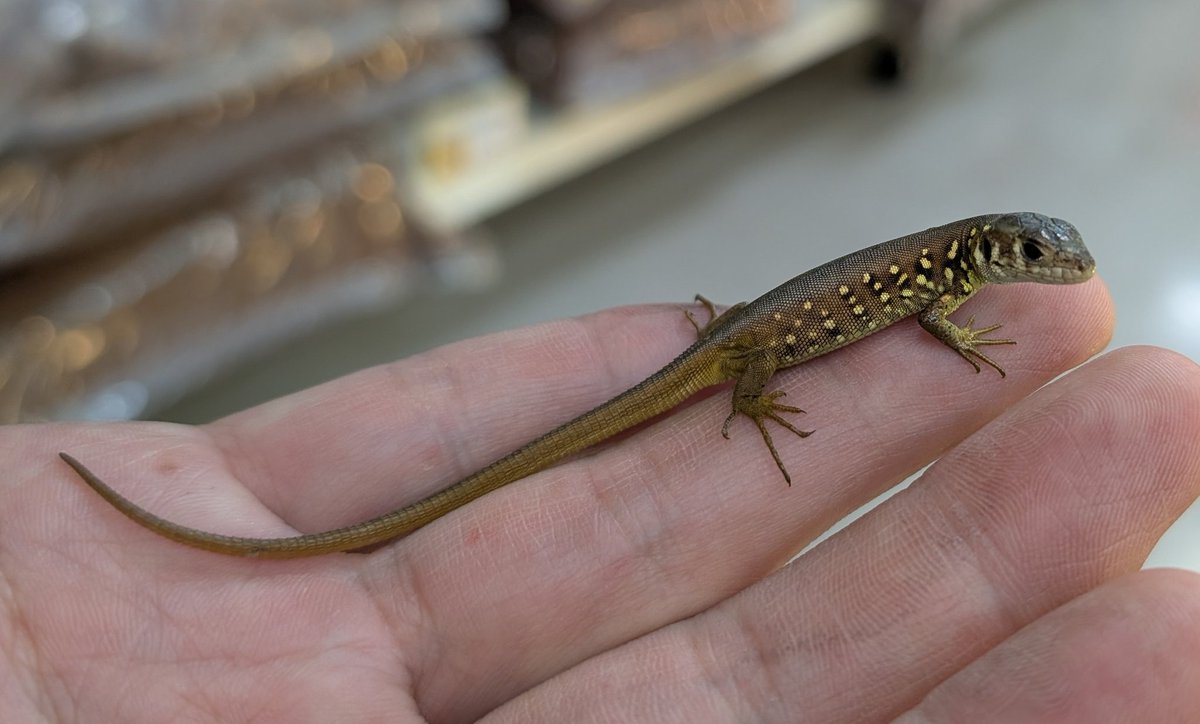 新入荷生体！！】 ・シュレイバーカナヘビ スペインやポルトガルに生息