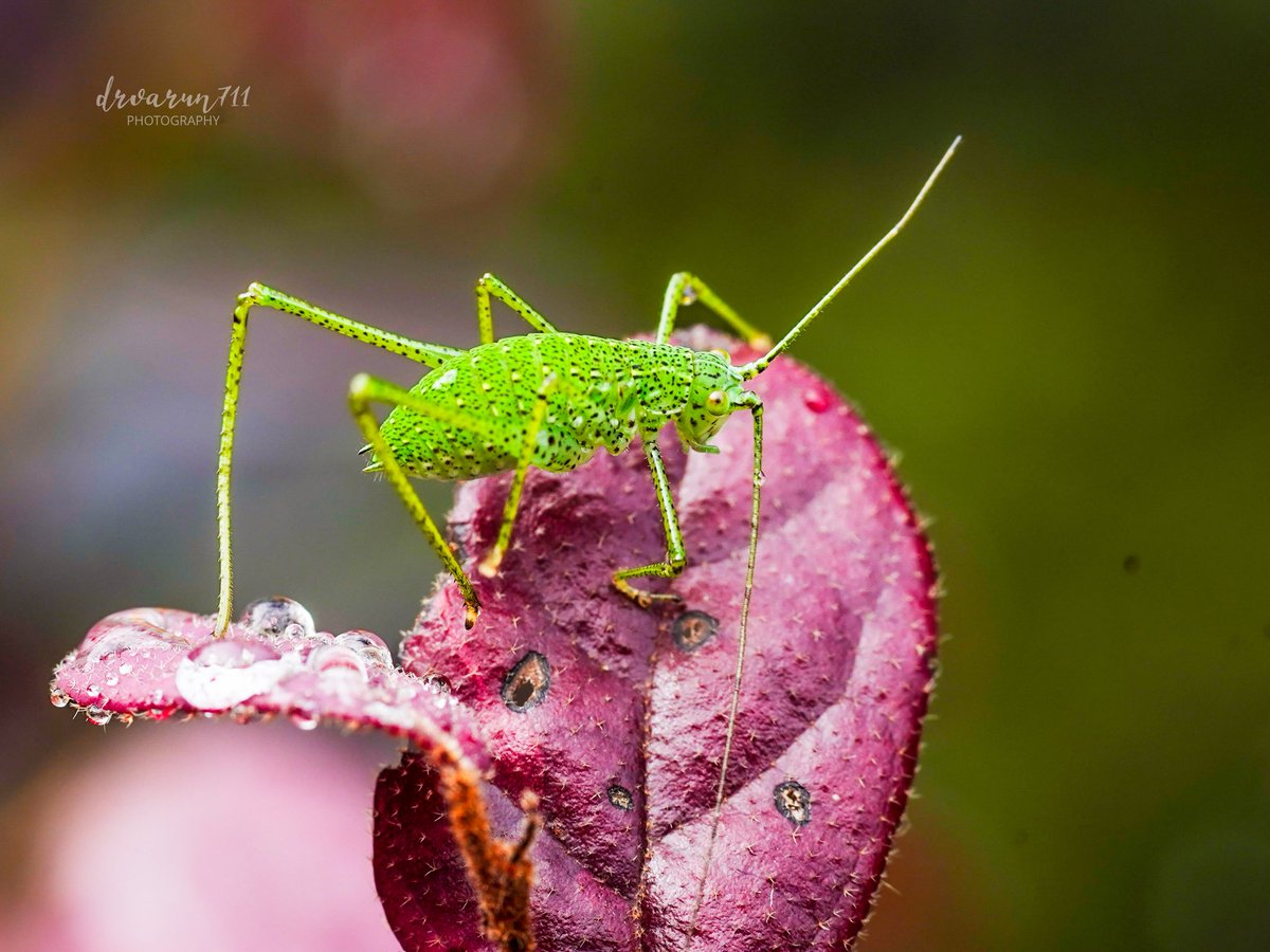 greenPanther711's tweet image. Speckled bush-cricket
#IndiAves #plantwood
#macrohour #thephotohour #BBCWildlifePOTD #natgeoindia #butterflies #photography @MacroworldU @DEFCCOfficial #nikonphotography