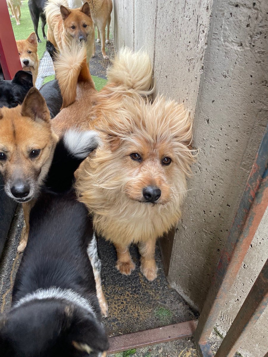 출처: 행동사 네이버카페 cafe.naver.com/pajupetlove

정말 엄청난 재능의 퀸 강아지를 발견함.

이름:하경 (21년생 추정) 17kg 호주머니멈
사람,친구,물,장난감 다 좋아 최고 헤헤멈 퀸 강아지
이런 재능에도 불구하고 쉼터에 4년이나 있었다고 함..ㅠㅠ