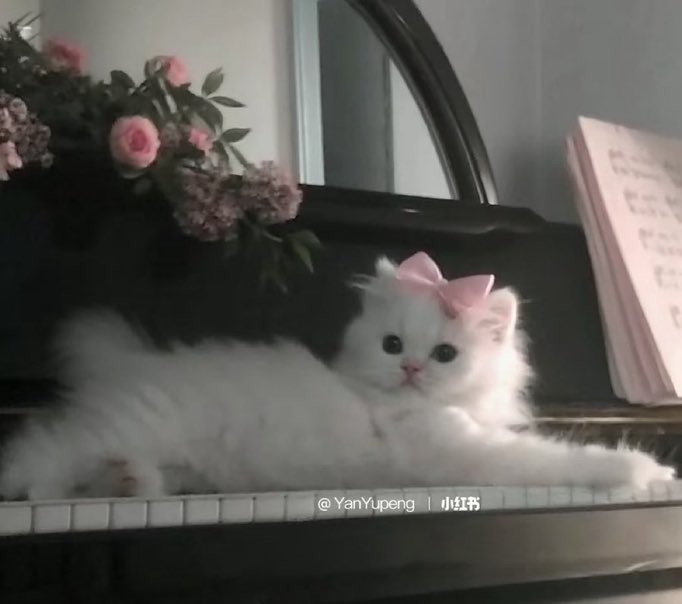 animals wearing bows tweet media