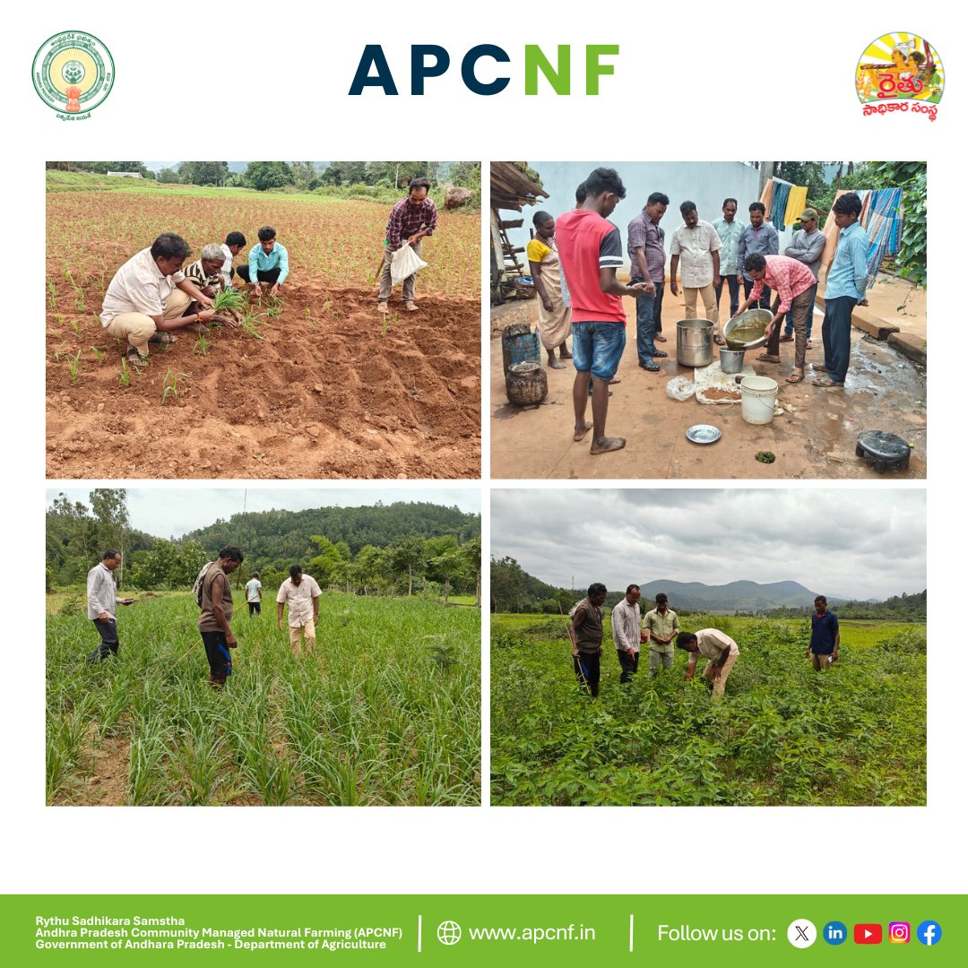 Andhra Pradesh Community-managed Natural Farming (@apzbnf) on Twitter photo Under the <a href="/APZBNF/">Andhra Pradesh Community-managed Natural Farming</a> project in ASR district, Regional Officers observed promising strides in #NaturalFarming through Guliragi (Foxtail Millet) compact blocks in Hukumpeta mandal, where 25 acres of #PMDS paddy were showcased. Inspired by this, 7 farmers in Teegalavalasa village Under the <a href="/APZBNF/">Andhra Pradesh Community-managed Natural Farming</a> project in ASR district, Regional Officers observed promising strides in #NaturalFarming through Guliragi (Foxtail Millet) compact blocks in Hukumpeta mandal, where 25 acres of #PMDS paddy were showcased. Inspired by this, 7 farmers in Teegalavalasa village