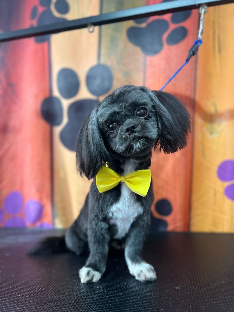 We couldn’t let #TakeYourDogToWorkDay pass without sharing this brilliant photo of Nickie’s 1-year-old Imperial Shih Tzu looking every bit the smart accountant!
 
Isn’t he absolutely gorgeous? 😍

#FurryColleagues
 
We’d love to see pics of your furry friends “on duty” !