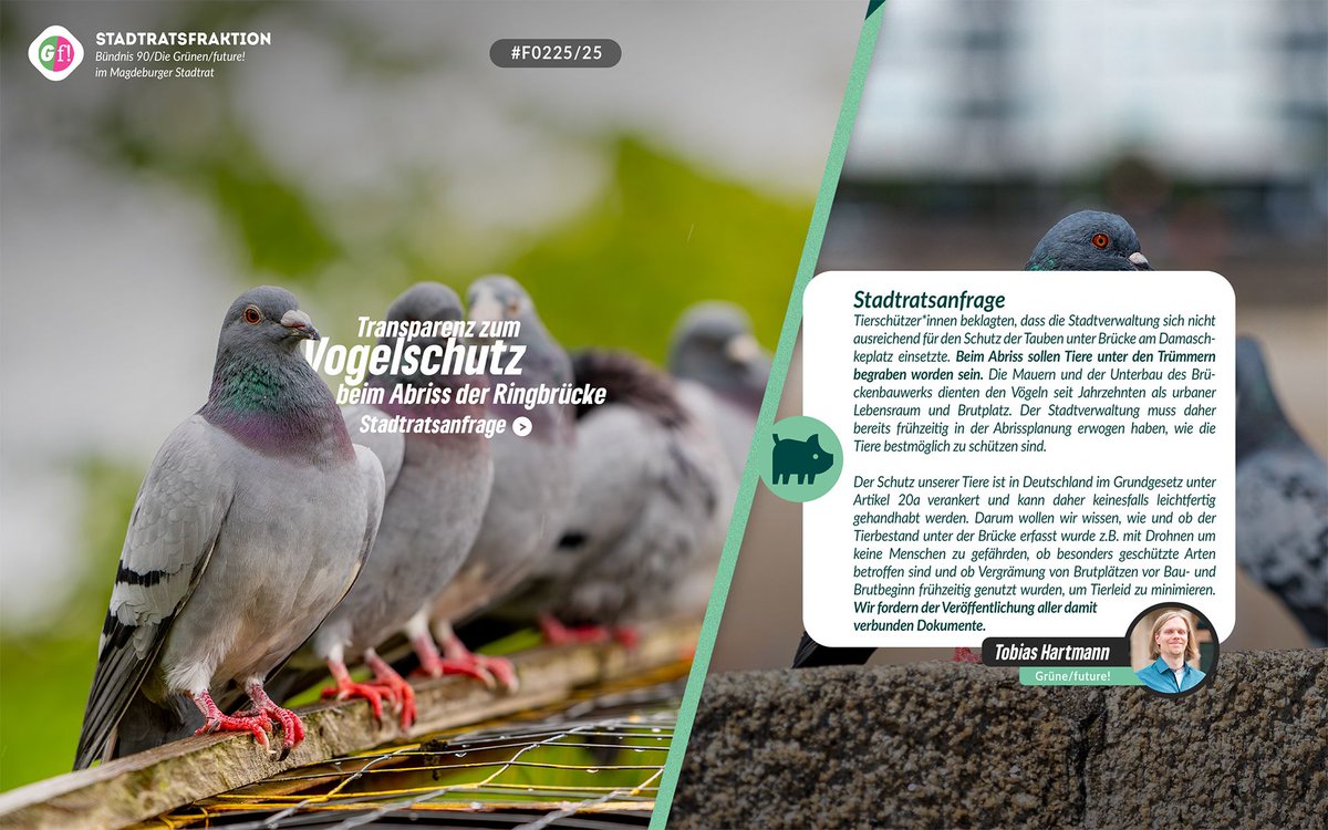 Beim Abriss der Ringbrücke sollen mehrere Tiere unter den Trümmern begraben wurden sein. Deswegen wollen wir von der Stadtverwaltung ganz genau wissen was und was sie nicht getan hat um Tierleid zu verhindern
Zur Anfrage:
ratsinfo.magdeburg.de/vo0050.asp?__k…