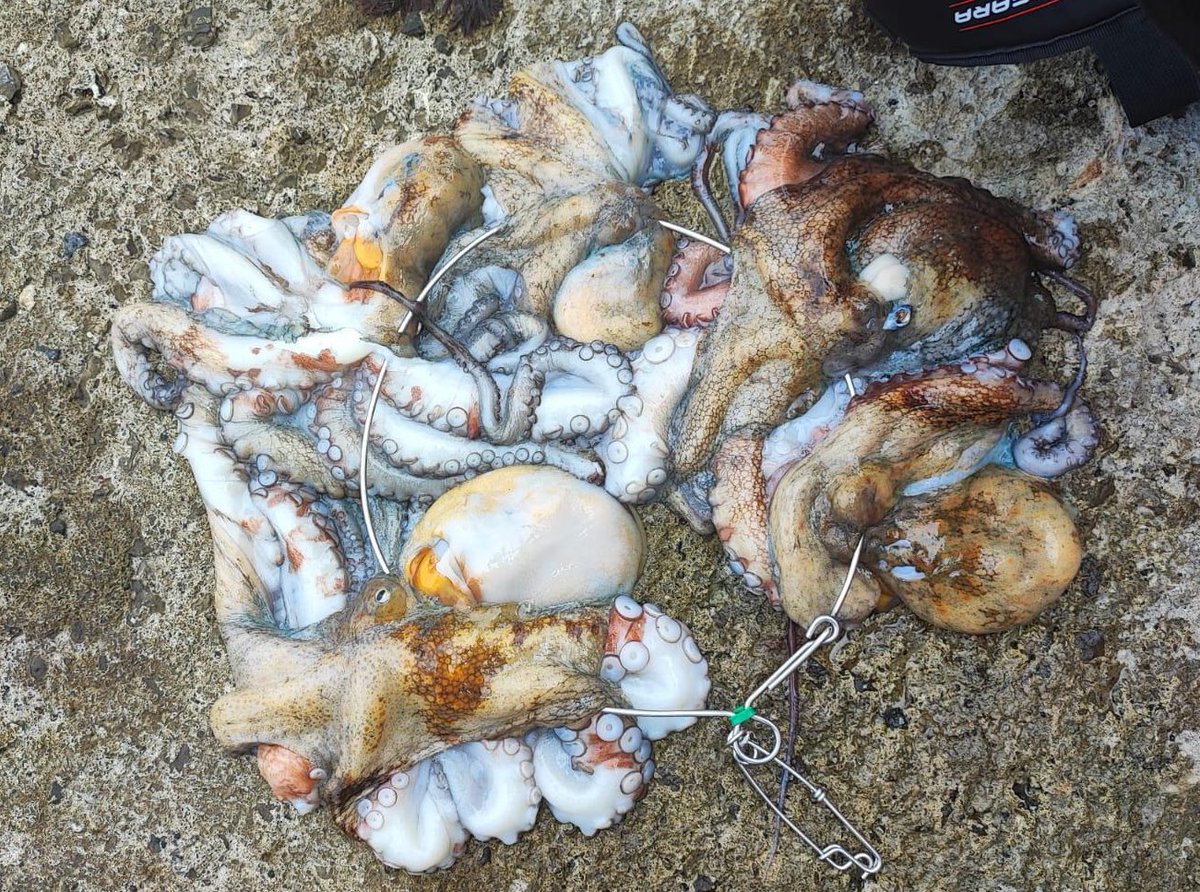gcivilbizkaia's tweet image. (1/2) 🐙🌊Pillamos a una persona  practicando pesca submarina en la zona de #Armintza , con 5 pulpos capturados.

✍️ Ha sido denunciado por superar la cantidad autorizada.

✅ Recuerda que solo puedes capturar una pieza por licencia.
#ParaSevirYProteger 
#062 #Fiscalyfronteras