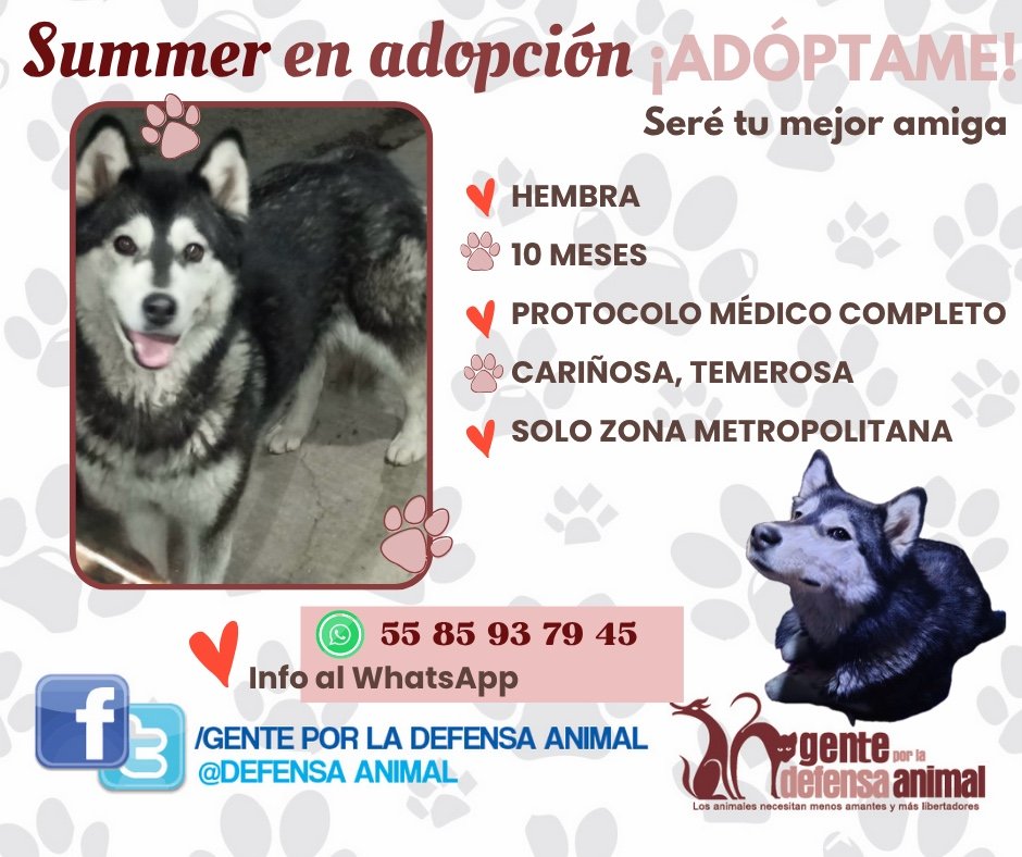 💜😻 "Summer" en #adopción linda y cariñosa solo #Cdmx.

👉🏻Información WhatsApp: 
      5585937945 

#AdoptaNoCompres 
#TodaVidaVale