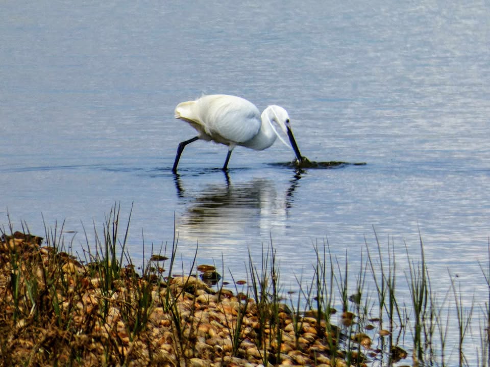 Andy Chapman took this lovely shot of an egret in Camber hunting in the water. Thanks for sending in this lovely #Photooftheday 📸