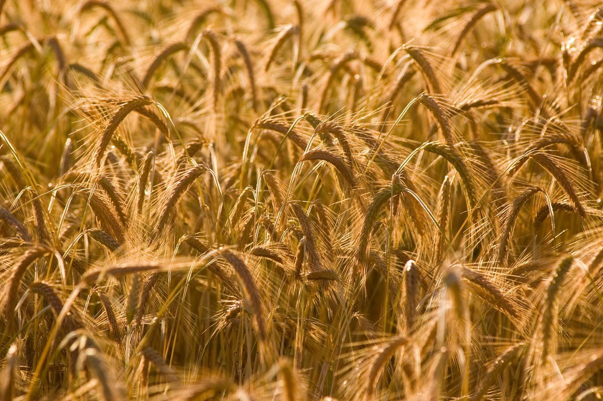 📢 Exciting opportunity to give back to Australia’s barley industry.

🌾 Grains Australia's Barley Council has two vacancies – for a grower and a domestic feed-focused trader.

📆 Apply by 5pm AEST, Friday, 11 July.

Learn more and submit EOI here: grainsaus.au/council-eoi