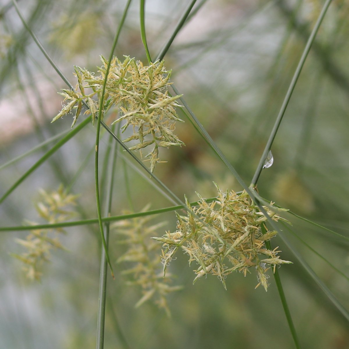 熱帯雨林植物室のロータスガーデンにて #カミガヤツリ が開花中！
太い茎の先に細い茎がたくさん生えて、ぼんぼりのように見えますね。このぼんぼり部分が花序（たくさんの花の集まり）。さらに近づいて見てみると・・・１つの花はとっても小さいことが分かります🧐
#パピルス