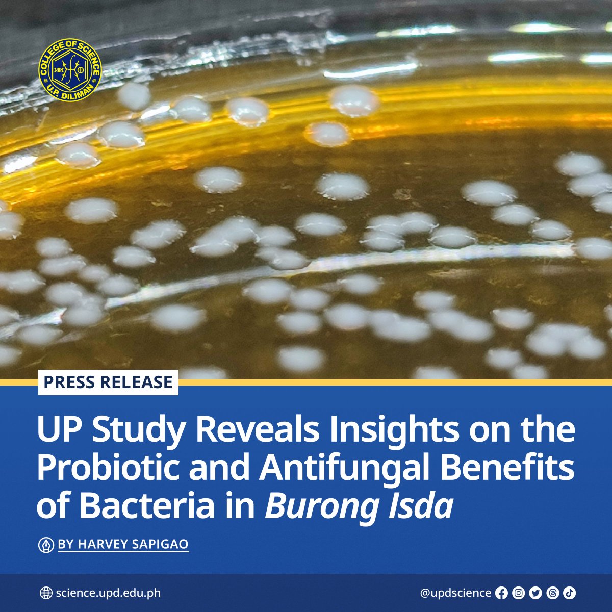 UPDscience's tweet image. 🐟 Researchers from UP Diliman College of Science (UPD-CS) combined genomic and laboratory analyses to provide a comprehensive probiotic profile of two 𝘓. 𝘧𝘦𝘳𝘮𝘦𝘯𝘵𝘶𝘮 strains in 𝘣𝘶𝘳𝘰𝘯𝘨 𝘪𝘴𝘥𝘢.
🔗 Read here: science.upd.edu.ph/up-study-revea…