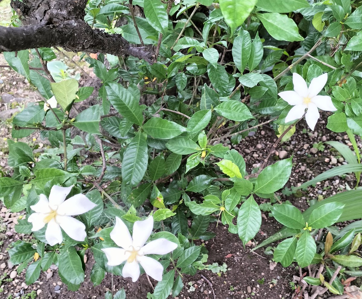 baaba2609's tweet image. くちなしの花が咲いた❁⃘*.ﾟ

花を見て
｢くちなしの花｣を口ずさむ
🎤今では指輪も回るほど
痩せてやつれたお前の噂🎤

歌とは裏腹に
年を重ね節くれだった私の薬指は、回るどころかそもそも指輪が入らない😱

あぁ、つくづくかよわい女性に憧れる✨

#くちなしの花