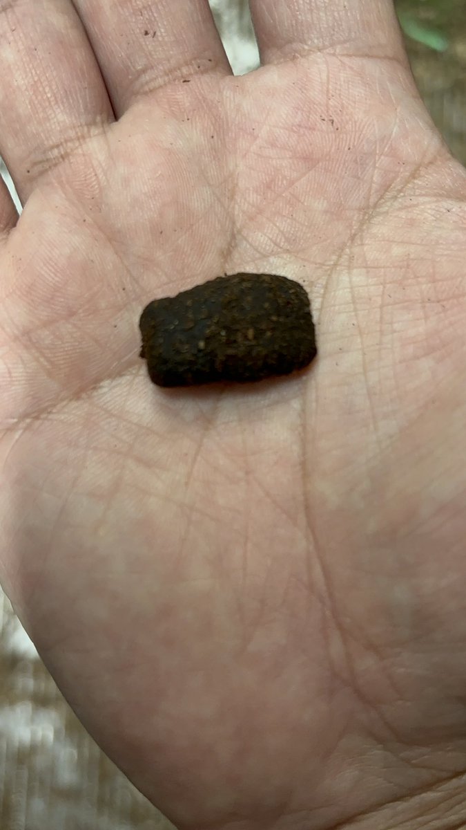 D.H.リッキー
剛角リッキー改163系

孵化後1年2ヶ月
217g

どれくらいのサイズで羽化してくるのか不安と期待が😅
最重量幼虫となる日も遠くなさそう🤔
幼虫のフンも規格外のサイズです🤣