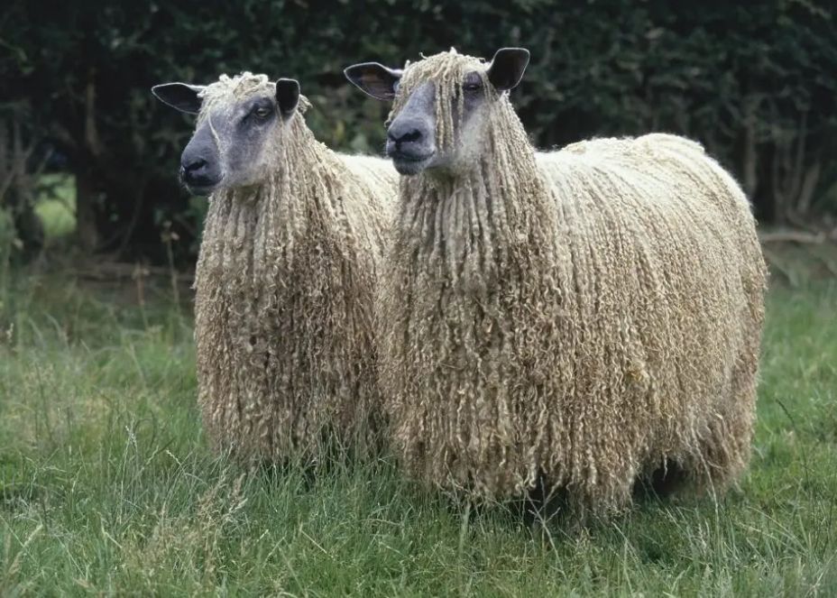 Wool takes colour into the fibre to create beautiful colours that do not fade over time. Wool is so versatile to create many products.

Do you have a commercial innovation using wool?
See link for details innovationinwool.com 
CLOSING DATE 20 JULY. 

📸 IG wensleydalelongwool