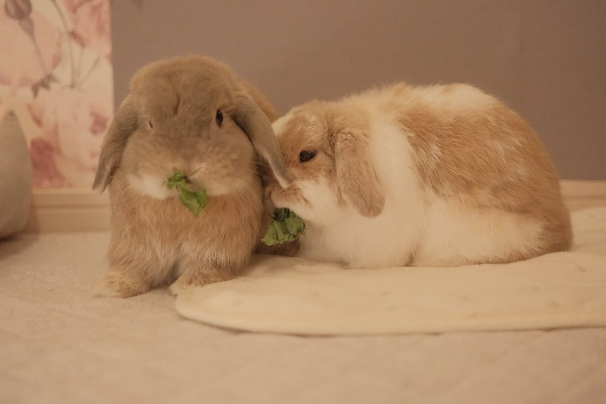 今日もなかよしで ありがとう💕

#今日のチャイモカ