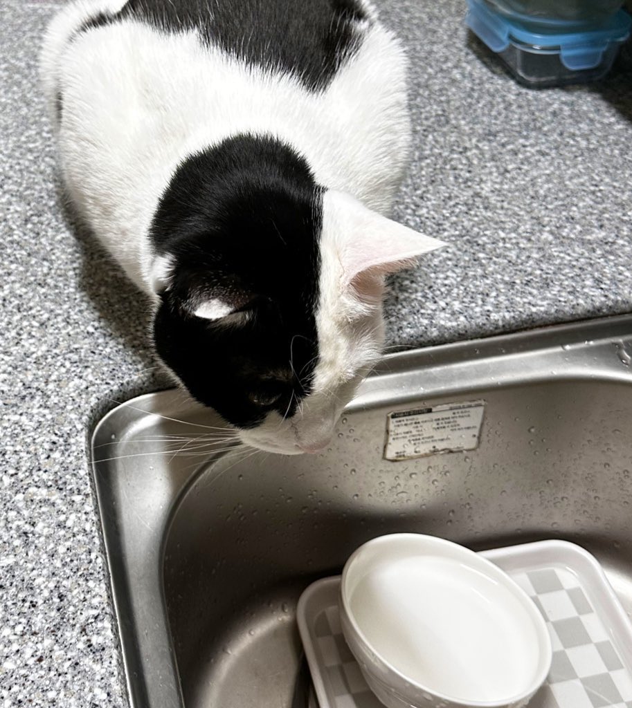 아니 나도 분명 곱게키우는데
어째서 우리집 애는

공작가 외동딸 영애님      밥이더먹고싶은돼지고영