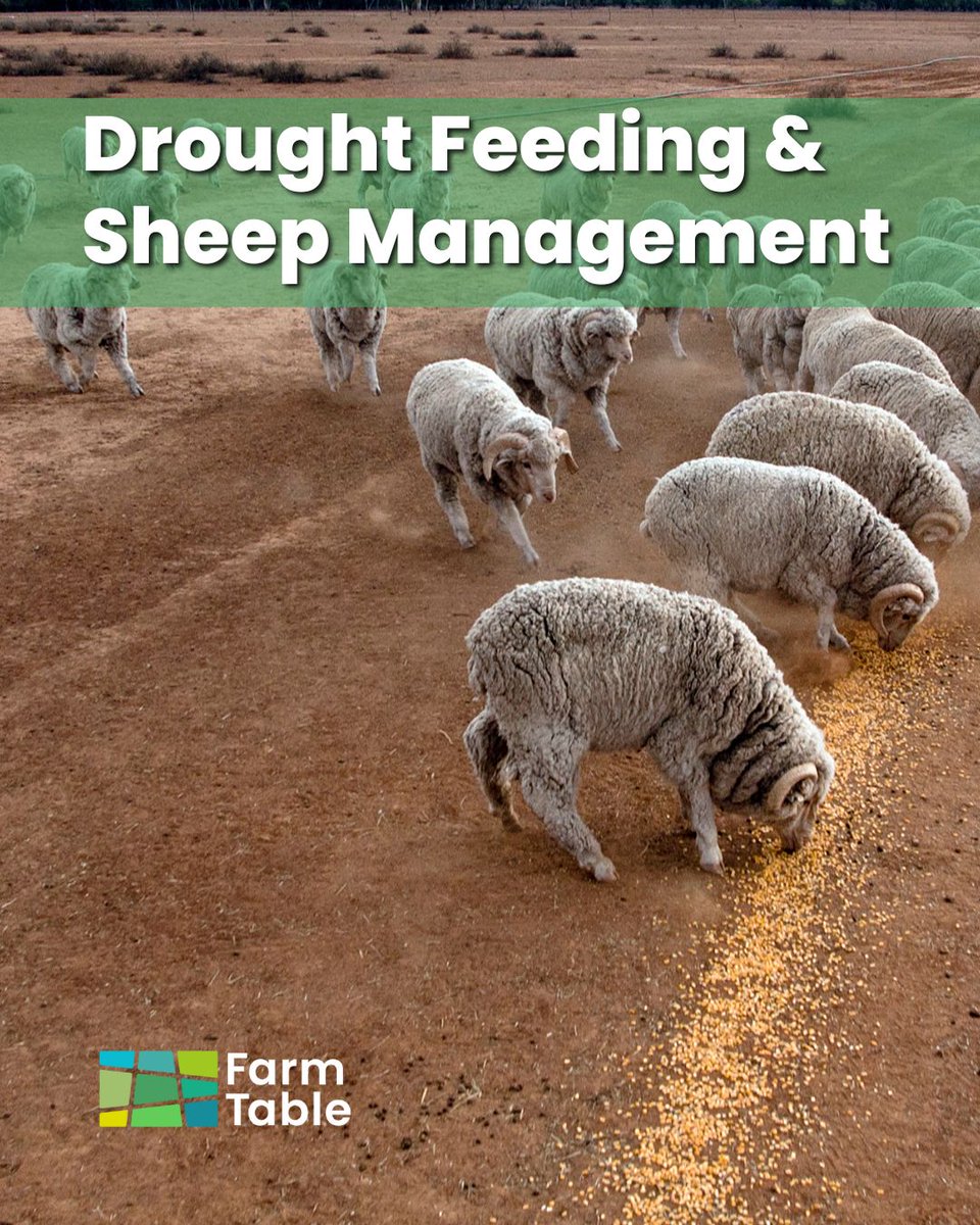 FarmTableAU's tweet photo. Planning for dry times is critical.
Our guide to drought feeding and sheep management is packed with advice to keep your mob healthy and your costs under control.
🔗 https://t.co/EfbqappuRm

 #farmtable #farmlife #stationlife #agriculture https://t.co/07XnpAQC70