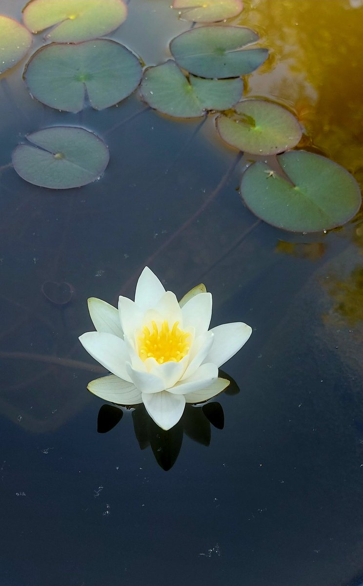 The first water lily of this year, so beautiful 🫠