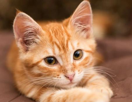 Laurel Brishel tweet media