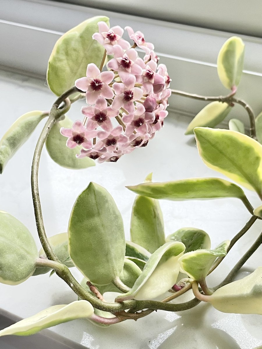 ホヤたん今年最初の開花🌸かわいいねぇ