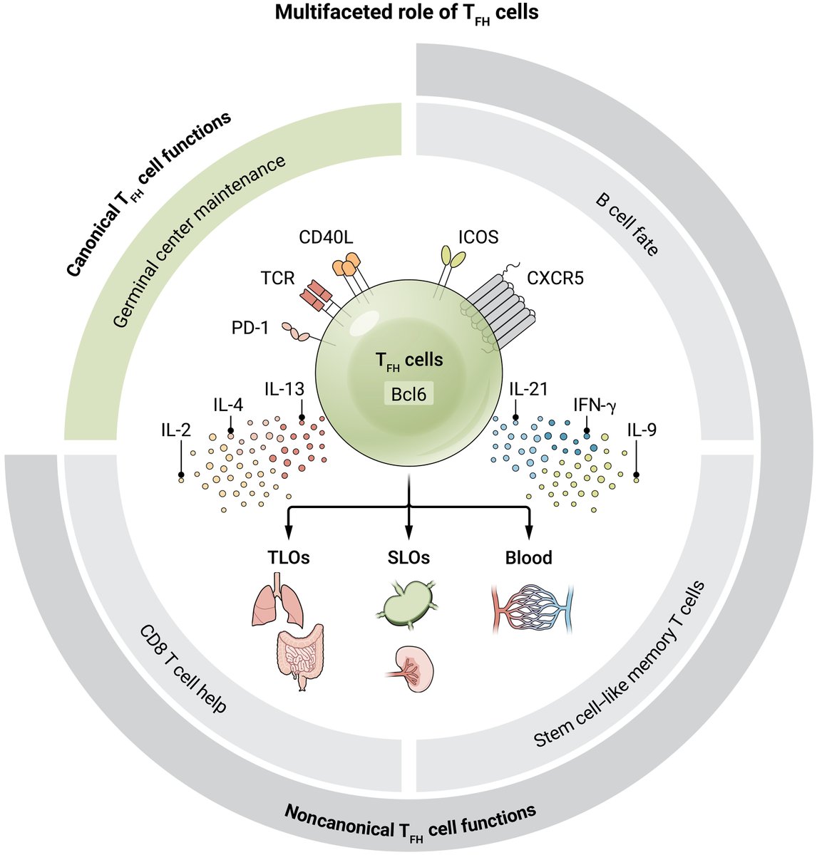 Science Magazine (@sciencemagazine) on Twitter photo A new <a href="/SciImmunology/">Science Immunology</a> Review examines the multifaceted ways in which T follicular helper cells modulate immune responses during infection, allergy, and autoimmune diseases. scim.ag/4jMG3bO A new <a href="/SciImmunology/">Science Immunology</a> Review examines the multifaceted ways in which T follicular helper cells modulate immune responses during infection, allergy, and autoimmune diseases. scim.ag/4jMG3bO