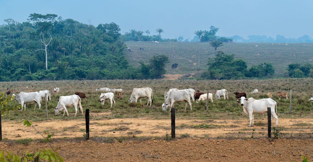 Guest post: How shifting diets away from beef could cut Brazil’s emissions | Dr Terciane Sabadini Carvalho and Luciana Parzianello #CBarchive

Read here: buff.ly/3QxPDn1