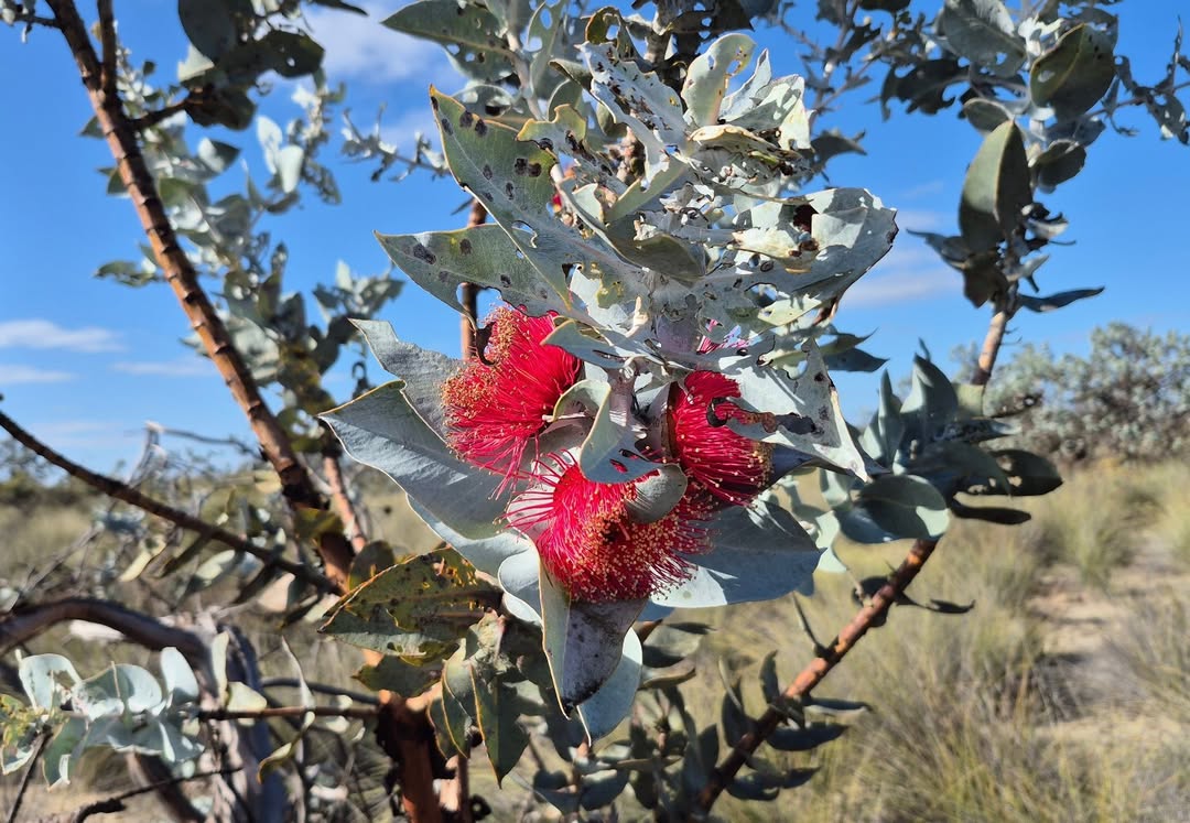 EucalyptAus's tweet photo. #FlowersOnFriday: Few get to see Eucalyptus macrocarpa (Mottlecah) in the wildโbut @wooolly did just that, documenting a rare remnant woodland in all its gnarly glory ๐ฟ Bonus: an 8.5โฏcm gumnut!
Thanks for sharing this botanical treasure, Rachel!
#LoveAGum #WAflora #inbloom https://t.co/SbeaR4aTSD