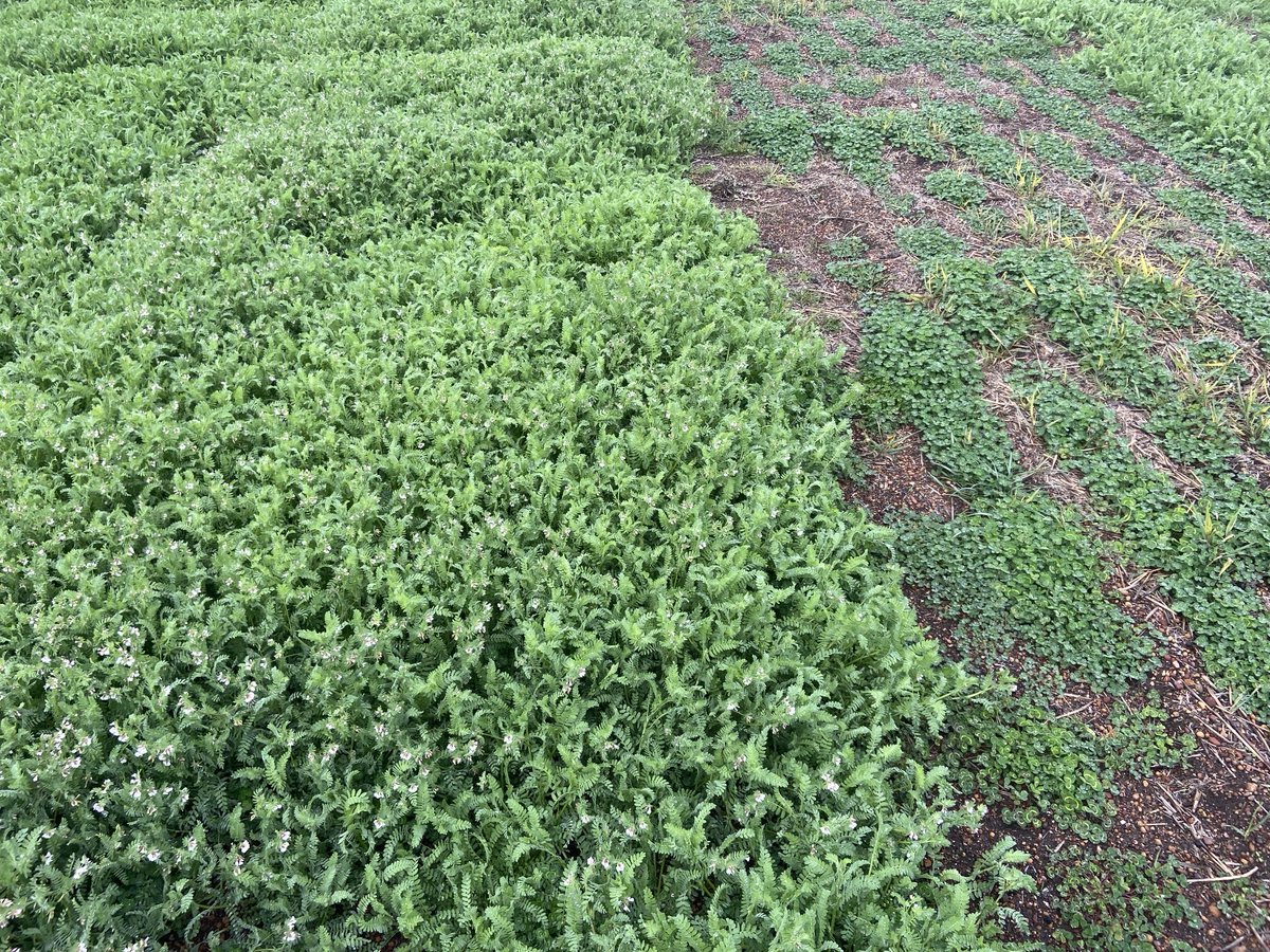Comparison of sub clover and French serradella at Boilup