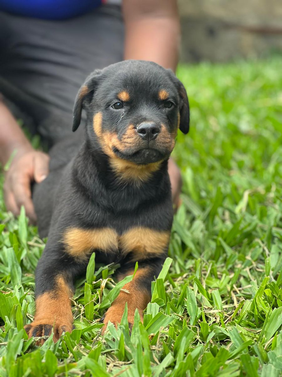 muiruribryan's tweet photo. rottweilers  puppies in search of forever lovely homes 
fully vaccinated 
Good drive and temperament 
asking 40k a pup
call or dm 0722513364

#whichkenyans
#mulamwa 
#financebill2025facts
#maskfriday https://t.co/kQTWrG0qga