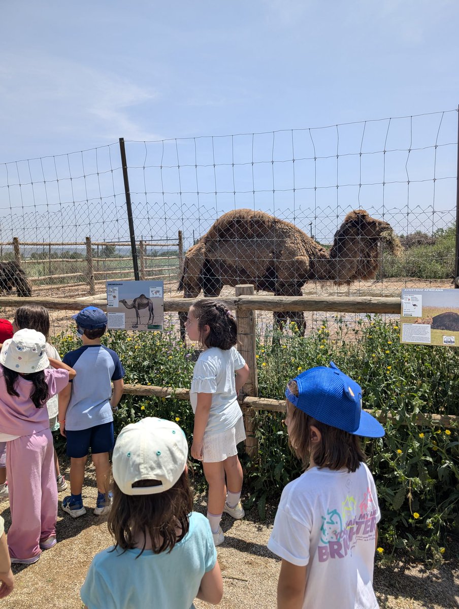 Visita de nuestros peques de 5 años a Tierra Rapaz.
#colegiosancernin #salidasfindecurso <a href="/tierrarapaz/">tierra rapaz</a>