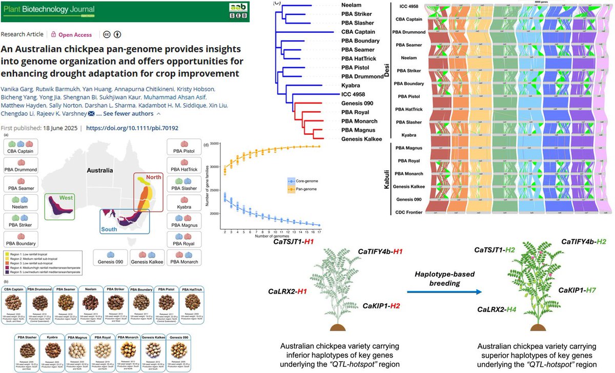 Vanika Garg (@gargvanika) on Twitter photo Aussie chickpeas just leveled up! 🇦🇺
Our new Australian chickpea pan-genome unlocks secrets of genome structure & drought resilience.
From genome structure to drought adaptation, it’s all in the data. 🌱🧬
Out now: onlinelibrary.wiley.com/doi/10.1111/pb…
<a href="/PlantBiotechJ/">Plant Biotechnology Journal</a> <a href="/MU_CCFI_Biotech/">Murdoch's Centre for Crop & Food Innovation & SABC</a> Aussie chickpeas just leveled up! 🇦🇺
Our new Australian chickpea pan-genome unlocks secrets of genome structure & drought resilience.
From genome structure to drought adaptation, it’s all in the data. 🌱🧬
Out now: onlinelibrary.wiley.com/doi/10.1111/pb…
<a href="/PlantBiotechJ/">Plant Biotechnology Journal</a> <a href="/MU_CCFI_Biotech/">Murdoch's Centre for Crop & Food Innovation & SABC</a>