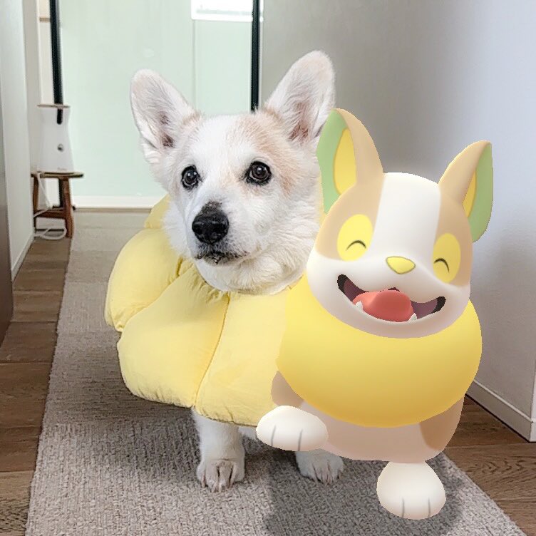 いらっしゃい💛 #ポケモンGO #ワンパチ