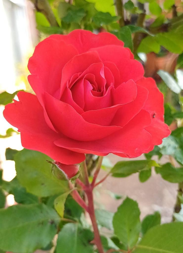 angelakingaa's tweet photo. Have a happy Friday ♥️🌹 https://t.co/B34fwSCcsH