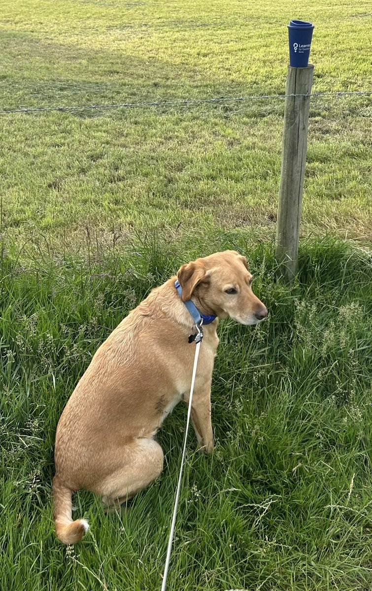 Peter Lee tweet media