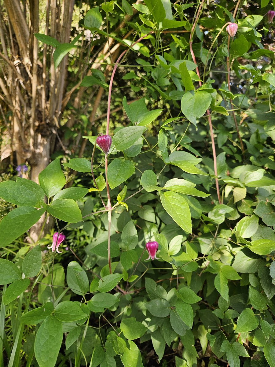 Clematis 'Buckland Beauty'