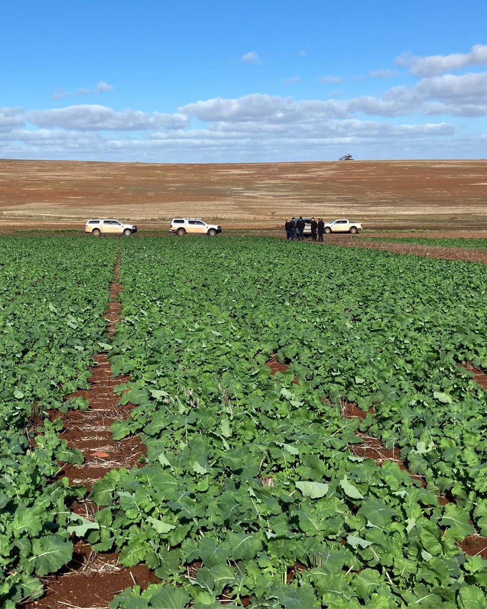 Another day, another field trial! 📍 On June 5, the Nufarm Seeds team checked in from the York National Variety Trial site in WA, joining agronomist Cameron Smith from Bumper Consulting to review the TruFlex #canola performance.
<a href="/theGRDC/">GRDC</a> #Canola25 #AusAg