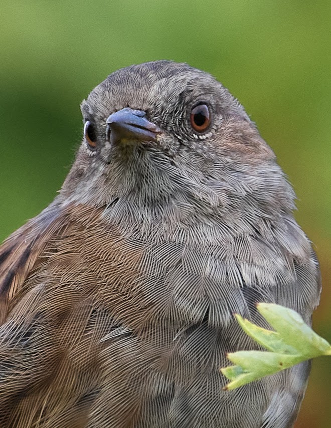 Dunnock.
