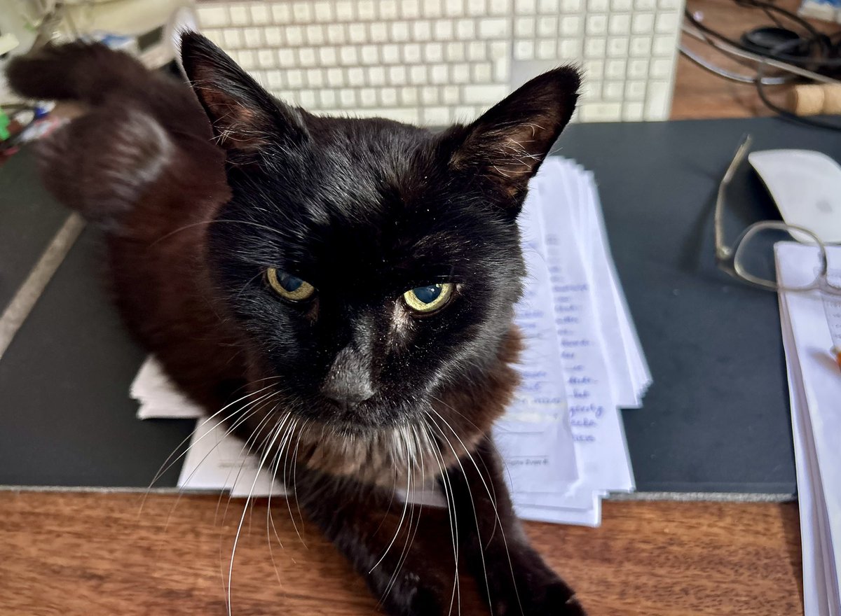 JogchumV's tweet image. “Less examing, more petting pls” 🐈‍⬛
