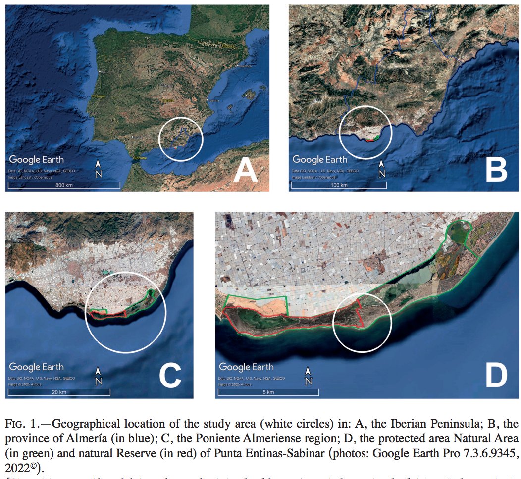 🆕 PAPER_A steep decline in #passerines ringed over half a century at Punta Entinas-Sabinar, Spain, a strategic Western Palearctic migration locality.
🚨The losses involved 70-90% of ringed passerine numbers in 50 years 👇
Doi: doi.org/10.13157/arla.… #ornithology #birds