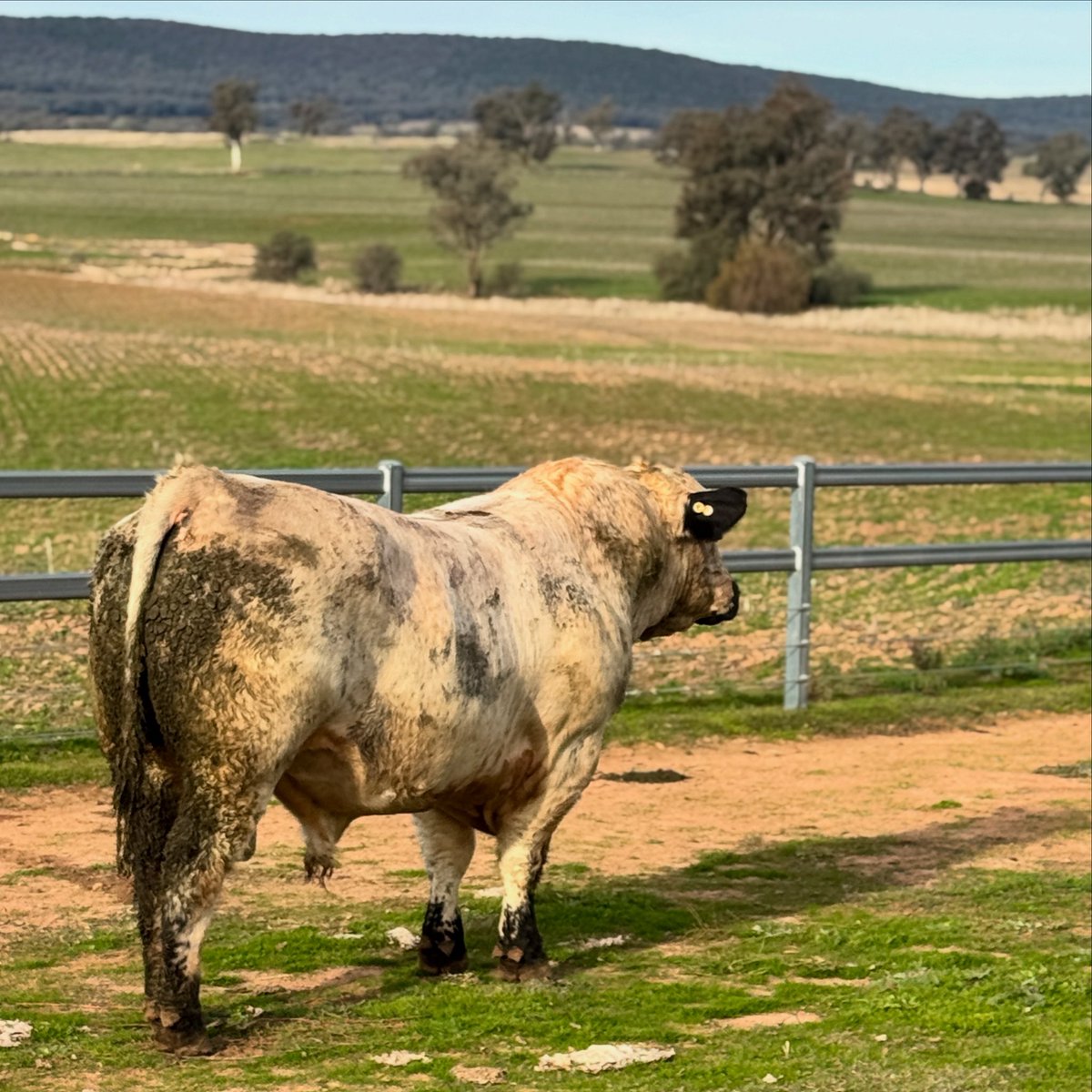 Our QLD Sale Bulls are looking outstanding- and 100% on grass only! 

❌ NO grain - they’re ready to work, and LAST
❌ NO foot trimming (we trim the ones that need it at the neck!)
✅ Full BULLCHECK evaluation, including semen morphology testing
✅ Fully performance recorded for