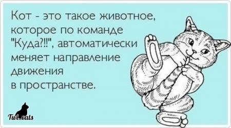 Котэ (@twi_cats) on Twitter photo 