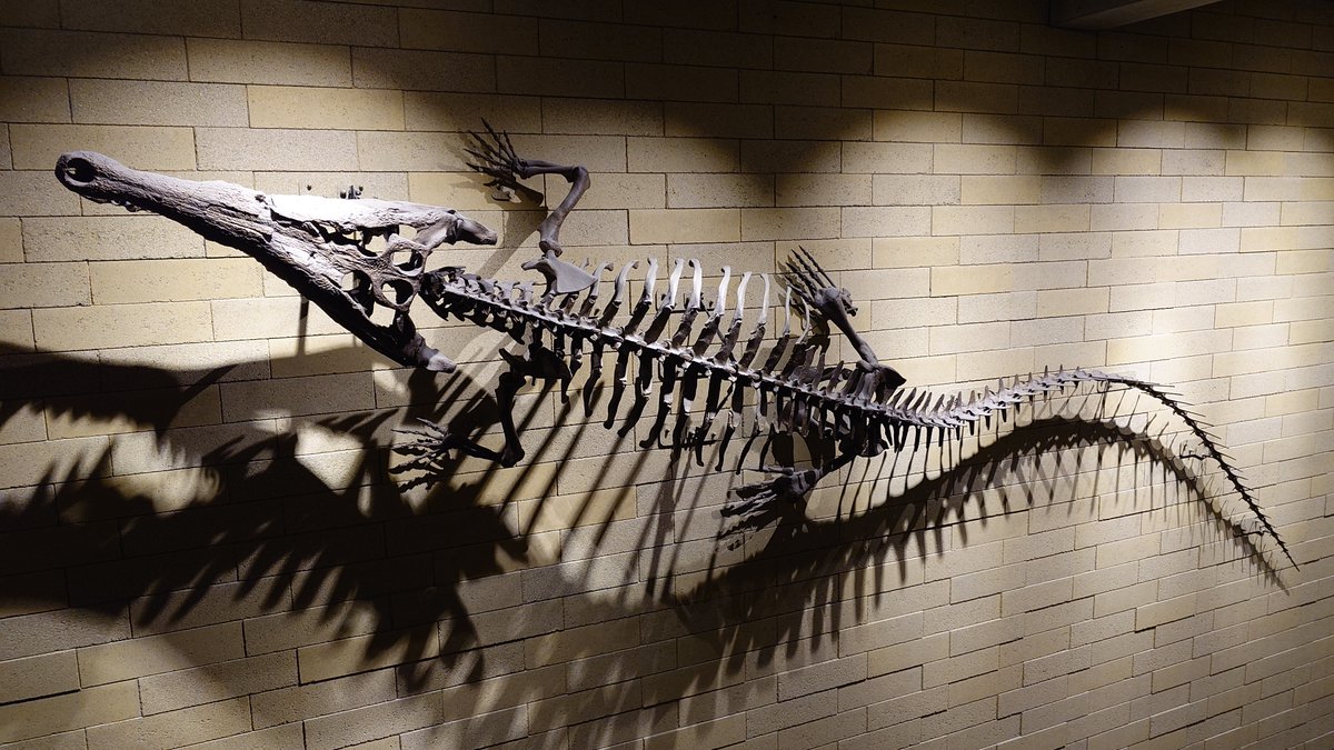 ⭐旧石器・化石⭐ 🪨⚒たけぼ〜 (@kuzuensis) / X