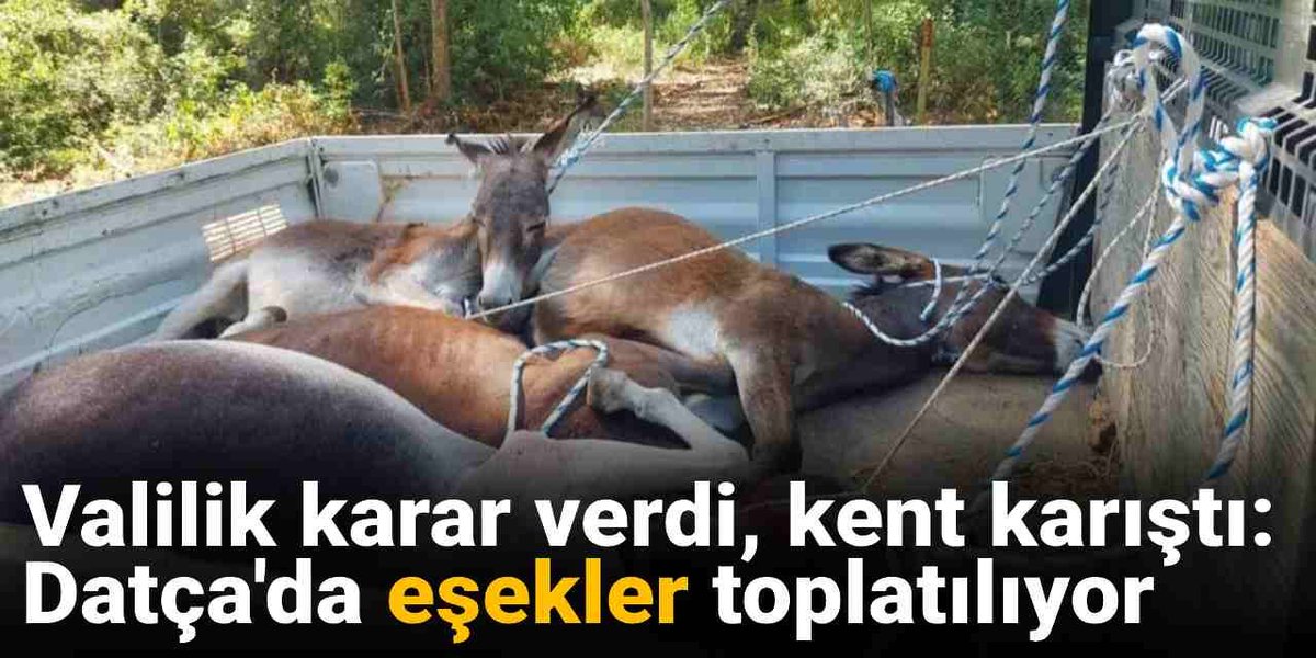 Valilik karar verdi, kent karıştı

Datça'da eşekler toplatılıyor
halktv.com.tr/gundem/valilik…