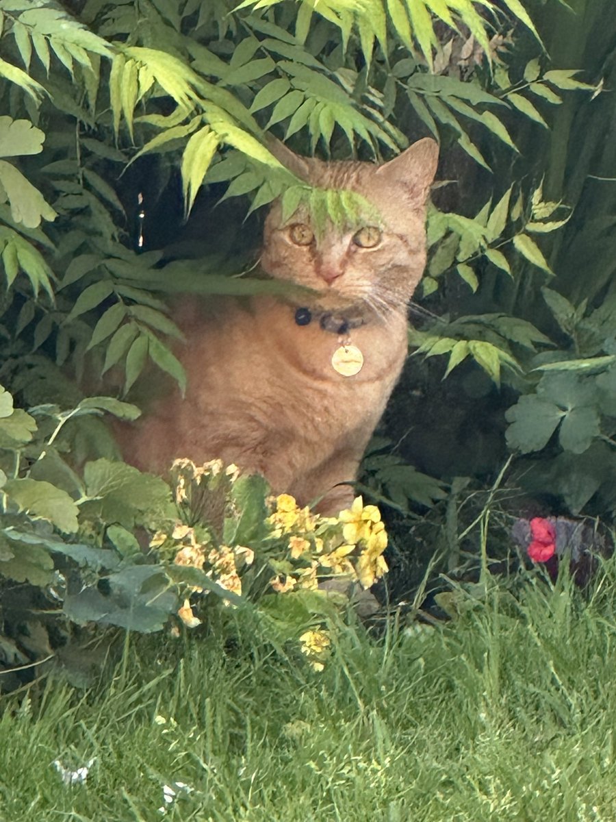 Today’s top tips.  It is going to be 28c in Mewcastle today.  Yes 28c, not -28c.  If mew are enjoying a #hedgewatch today find plenty of shade furriends.  And beware any 👨‍🦲 Lycra based crimes. Thank mew and you’re welcome 😹😹 #CatsOfX #CatsOfTwitter