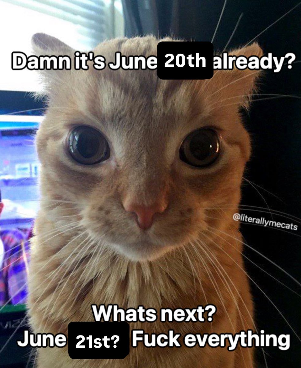 LiterallyMeCats (@literallymecats) on Twitter photo 