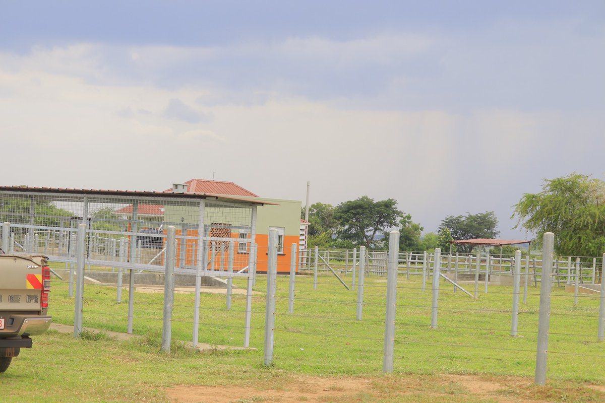 raphaelMagyezi's tweet image. I had the honour of commissioning the UGX 428M Agule Livestock Market in Kumi a powerful step forward for over 500 livestock traders. After 15+ years in makeshift shelters, farmers now have a modern facility with vet services, poultry cages, water sources &amp;amp; more.

This market…