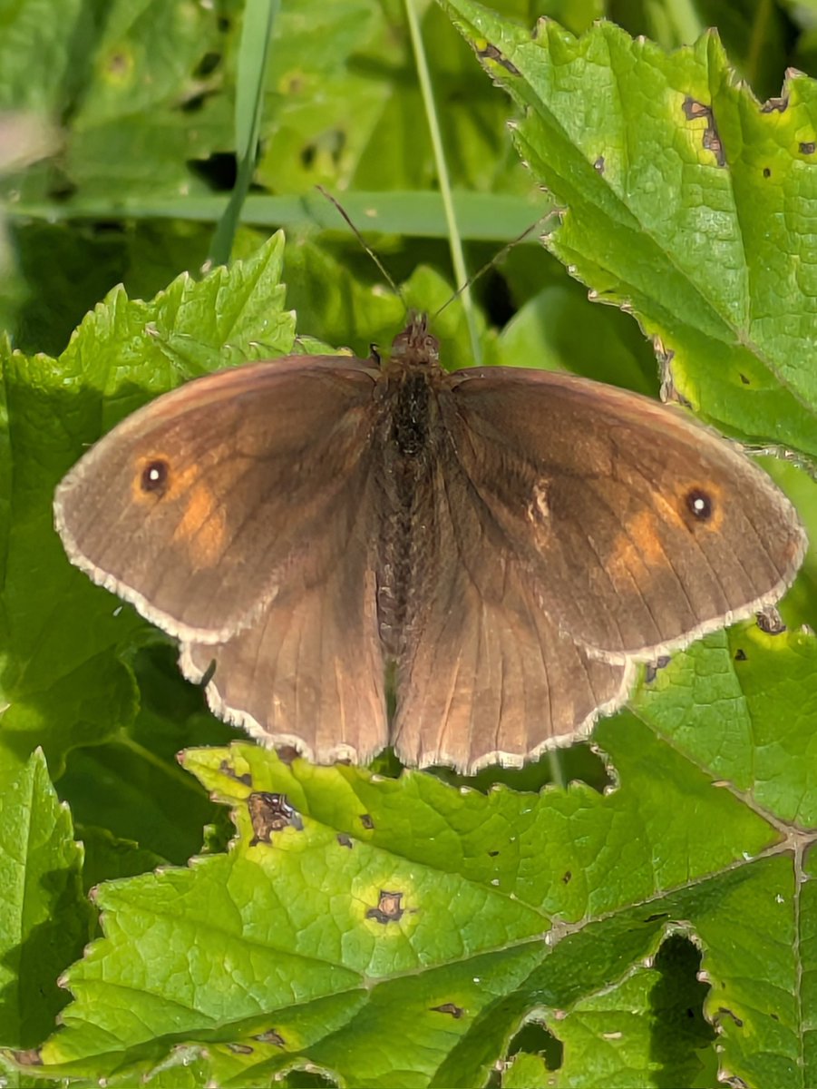 pam_mcinnes's tweet image. #FlutterbyFriday One of many female Meadow Browns (Maniola jurtina) seen at Jackson&apos;s Brickworks Reserve, Cheshire.