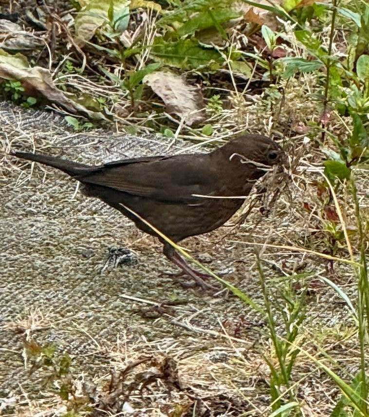 recon_images's tweet image. Capturing the beauty of nature in the UK this morning! This little thrush was busy foraging in my garden for building materials.
#UKWildlife #NaturePhotography #BirdWatching #BritishBirds #WildlifeUK #PhotographyLovers