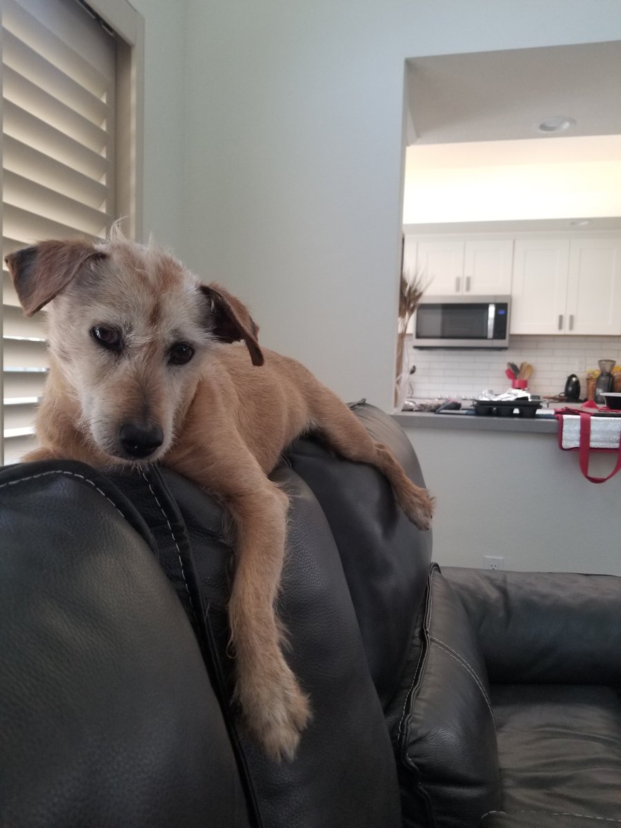 IronSquirrel17's tweet photo. @MillieParfait This is Chippy. He's getting a bit older now, but he still loves to jump right 
on your groin as soon as you sit down. https://t.co/WC7pQjgcwi
