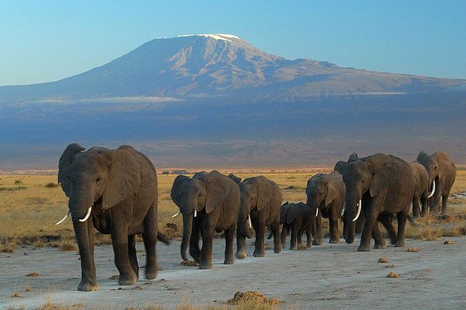 ToshMarttours's tweet photo. Make your dream Amboseli safari a reality with Toshmart Tours — where adventure, comfort, and nature unite.

🌐Visit our Website now -https://t.co/dTBFFzsKXe

#AmboseliSafari #KenyaSafariTour #ToshmartTours #WildlifeAdventure #ElephantSafari #LuxurySafariKenya #ExploreAmboseli https://t.co/4Q60mLRpcP